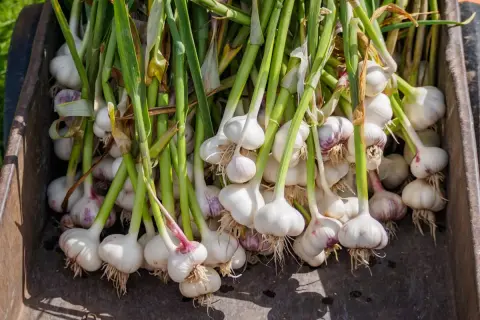 Frisch geernteter Knoblauch, bereit für die Lagerung. Die grünen Stiele und weißen Knollen zeigen, dass das Knoblauch pflanzen im Topf erfolgreich war.