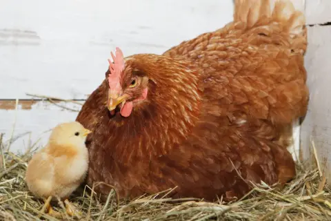 Eine Henne mit ihrem Küken im Nest. Die Befruchtung der Eier durch den Hahn ist ein natürlicher Prozess, der vor dem Legen stattfindet.