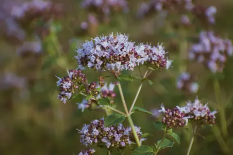 Zarte lila Blütenstände auf einem Feld. Wenn Sie keinen Majoran ersetzen können, sind diese Kräuter eine gute Alternative.