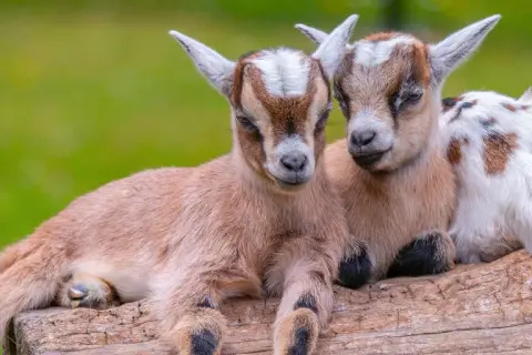 Zwei niedliche Zwergziegen-Babys kuscheln auf einem Baumstamm. Sie sind ein süßes Haustier-Duo, das die Sonne genießt.
