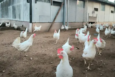 Weiße Hühner auf einem schmutzigen Hof, einige sind im Freien, andere im Stall. Die **Vogelgrippe Stallpflicht** könnte der Grund sein, warum einige Hühner drinnen sind.