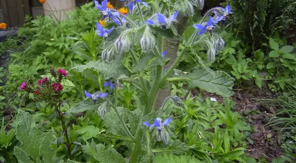 Eine blaue borretsch pflanze mit sternförmigen Blüten und behaarten Blättern wächst im Garten.