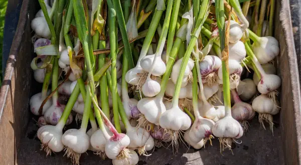 Frisch geernteter Knoblauch, bereit für die Lagerung. Die grünen Stiele und weißen Knollen zeigen, dass das Knoblauch pflanzen im Topf erfolgreich war.
