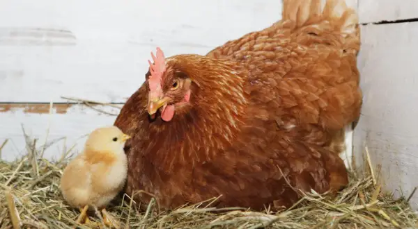 Eine Henne mit ihrem Küken im Nest. Die Befruchtung der Eier durch den Hahn ist ein natürlicher Prozess, der vor dem Legen stattfindet.