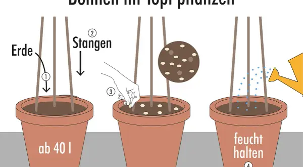 Schritt-für-Schritt-Anleitung: Bohnen pflanzen im Topf. Erde einfüllen, Stangen setzen, Samen säen und feucht halten.