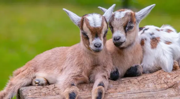 Zwei niedliche Zwergziegen-Babys kuscheln auf einem Baumstamm. Sie sind ein süßes Haustier-Duo, das die Sonne genießt.