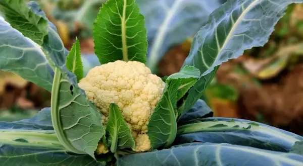 Ein blumenkohl wachstum zeitraffer zeigt, wie sich die weiße Röschenpracht inmitten grüner Blätter entfaltet.