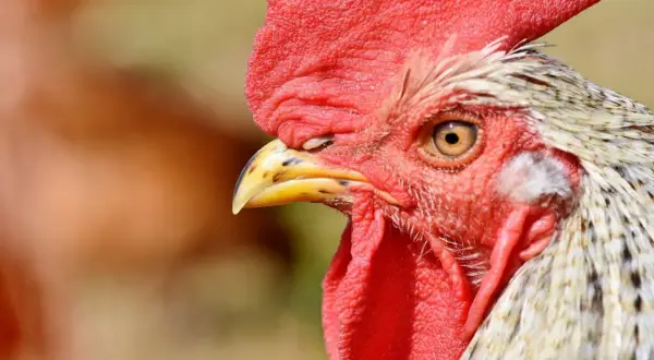 Nahaufnahme eines Hahns mit rotem Kamm. Achten Sie auf Anzeichen von Vogelgrippe bei Hühnern, wie z.B. Lethargie oder Atemprobleme.