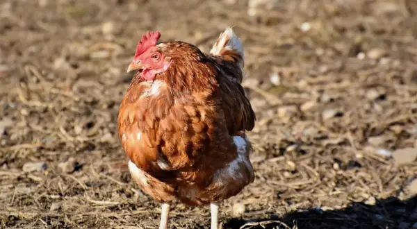 Ein braunes Huhn steht auf trockenem Boden. Es hat eine rote Kamm und eine weiße Schwanzfeder. Dieses leukose huhn sucht nach Futter.