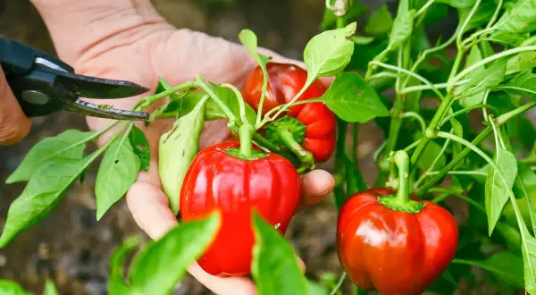 Hände ernten reife, rote Paprika von Pflanzen. Ein kleiner Schnitt mit der Schere, um die Früchte zu pflücken.