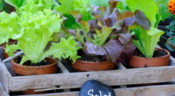 Frischer Salat kopf in verschiedenen Sorten, bereit für die Ernte.
