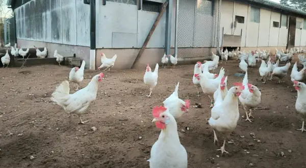 Weiße Hühner auf einem schmutzigen Hof, einige sind im Freien, andere im Stall. Die **Vogelgrippe Stallpflicht** könnte der Grund sein, warum einige Hühner drinnen sind.