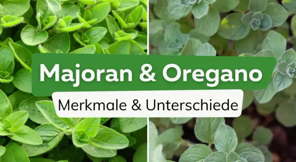 Vier Bilder zeigen Majoran und Oregano. Der Text "Majoran & Oregano Merkmale & Unterschiede" erklärt den Unterschied zwischen den Kräutern.