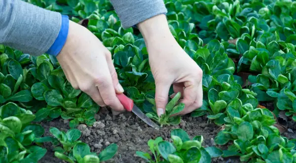 Hände ernten mit einem kleinen Messer frischen Feldsalat aus dem Beet.