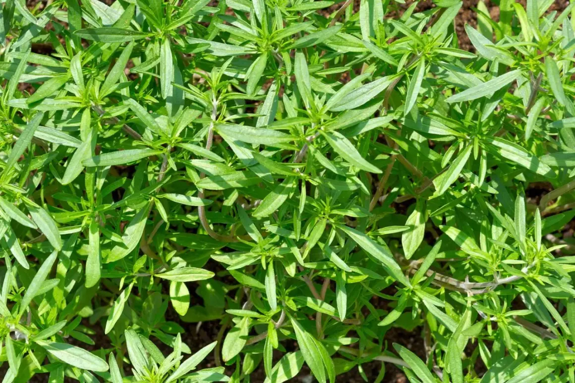Nahaufnahme von üppigem, grünem Bohnenkraut im Garten. Der ideale **Bohnenkraut Standort** ist sonnig und gut durchlässig.