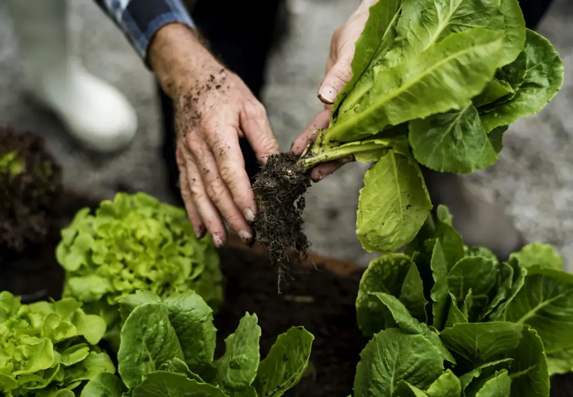 Hände pflanzen Salat im Hochbeet. Ab wann salat pflanzen hochbeet? Jetzt ist die Zeit für frischen Salat!