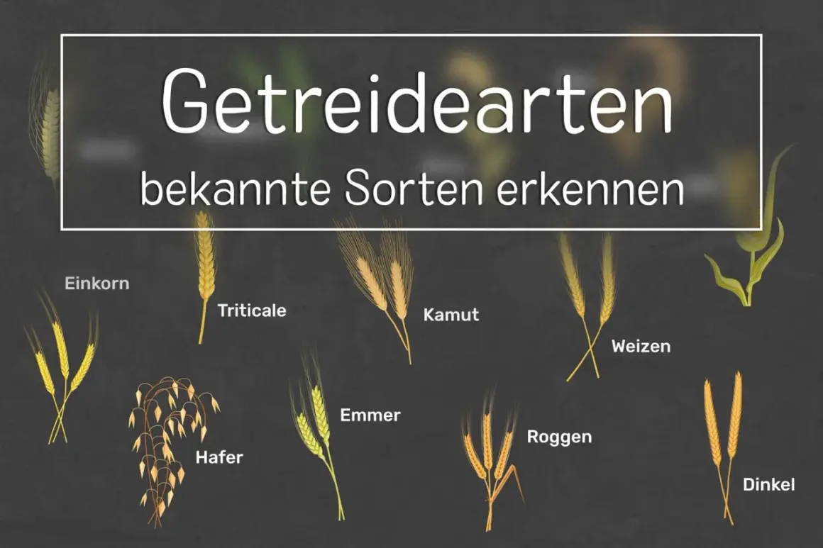 Getreidearten: Einkorn, Hafer, Emmer, Triticale, Kamut, Roggen, Weizen und Dinkel.