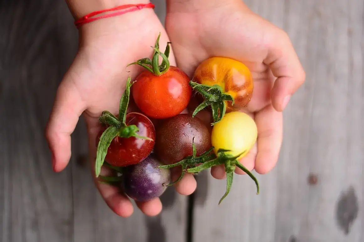 Hände halten bunte, ertragreiche Tomatensorten: rot, gelb, braun, lila und orange.