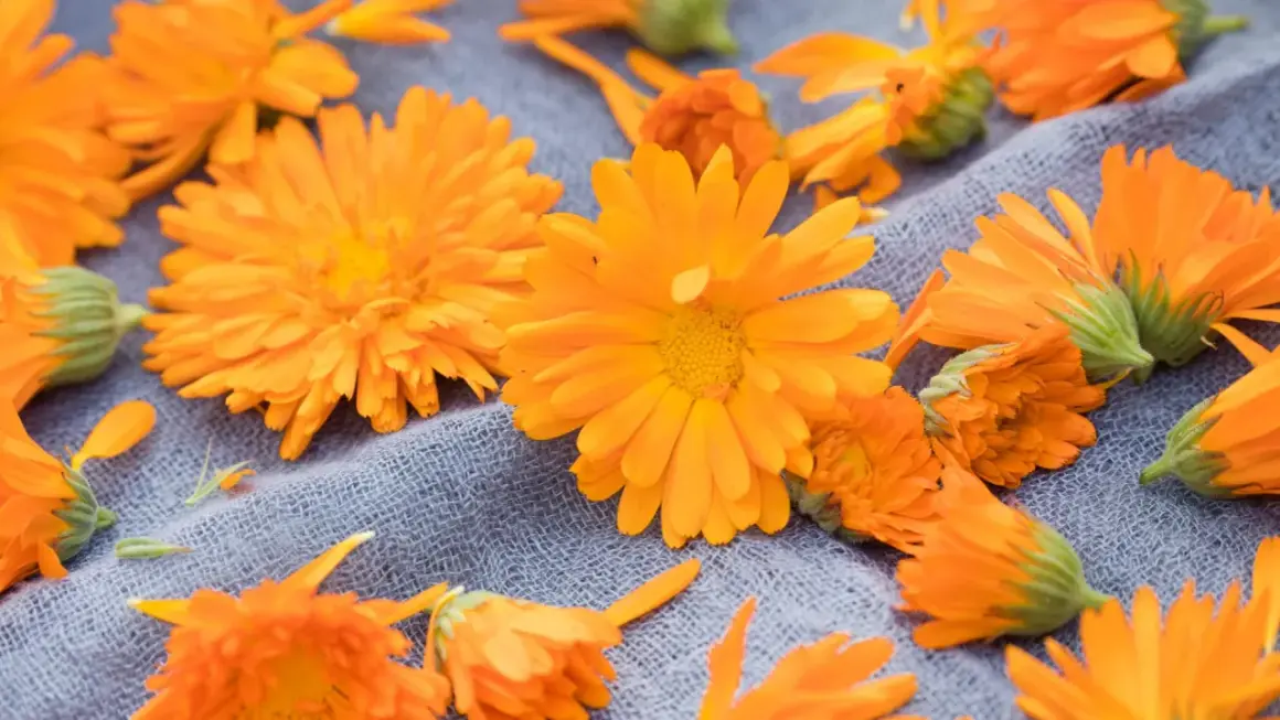 Leuchtend orange Ringelblumen liegen auf einem grauen Stoff. Der ideale Ringelblume Standort ist sonnig.