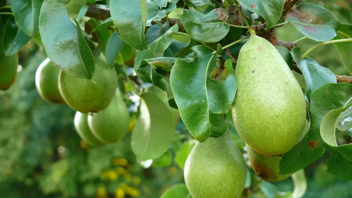 Grüne Birnen reifen am Baum. Bald ist Zeit, den nächsten Birnbaum zu pflanzen, um noch mehr Früchte zu ernten.