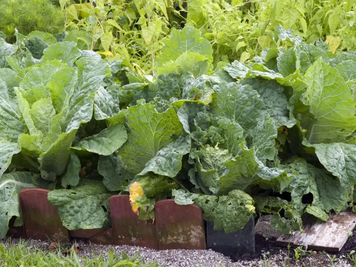 Frisch gewachsene Chinakohl Pflanzen im Garten. Die großen, grünen Blätter sind üppig und zeigen erste Anzeichen von Fraßstellen.