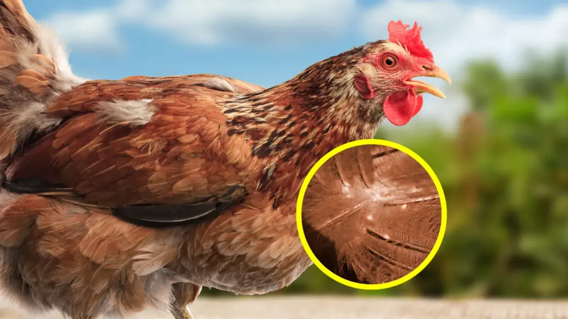 Nahaufnahme eines braunen Huhns mit hervorgehobener Federstruktur, die das Aussehen roter Vogelmilben zeigt.