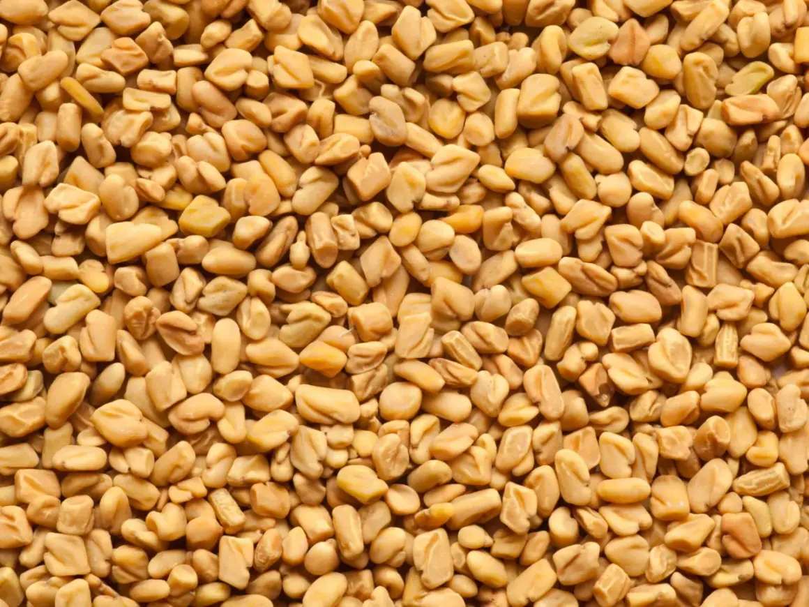 Nahaufnahme von Bockshornkleesamen, die für ihren einzigartigen, leicht bitteren Geschmack bekannt sind.