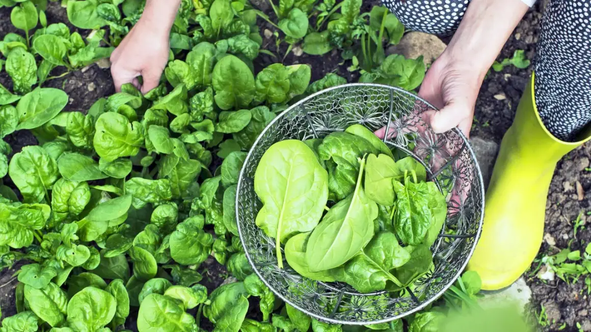 Hände ernten frischen Spinat im Garten. Ein Sieb füllt sich mit den grünen Blättern.