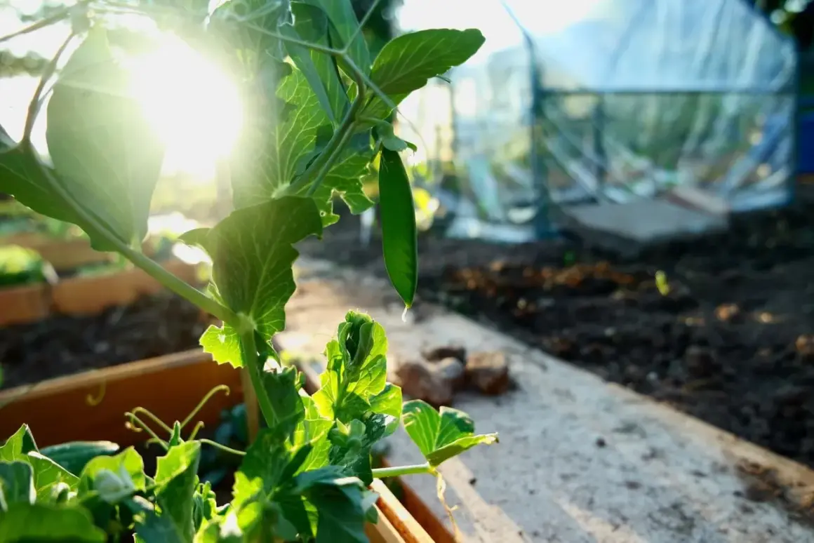 Sonnenschein beleuchtet eine junge Erbse, die an einer Pflanze wächst. Im Hintergrund ist ein Gewächshaus zu sehen, perfekt für das Erbsen vorziehen.