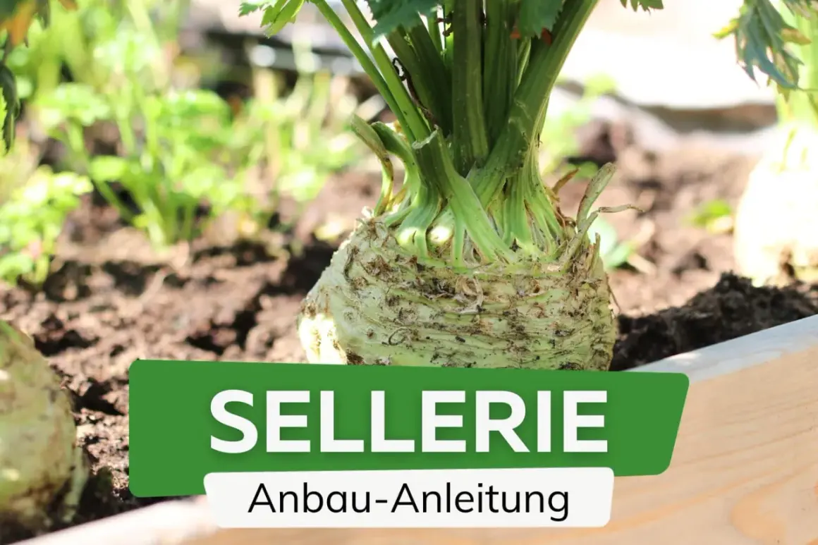 Sellerie pflanzen im Garten. Ein Sellerieknolle wächst im Beet, daneben weitere Pflanzen. Anleitung zum Anbau von Sellerie.
