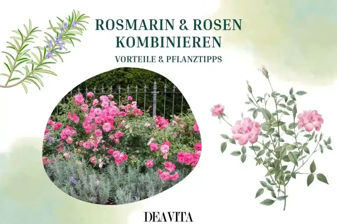 Rosmarin und Rosen: eine harmonische Kombination. Der Duft von Rosmarin passt wunderbar zu Rosen und hält Schädlinge fern.
