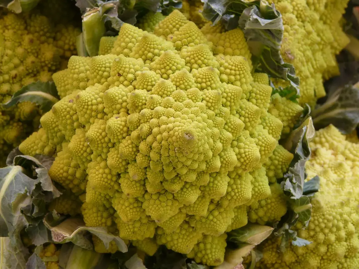 Ein Romanesco-Gemüse mit seiner faszinierenden, fraktalen Struktur. Perfekt für den Anbau im eigenen Garten.