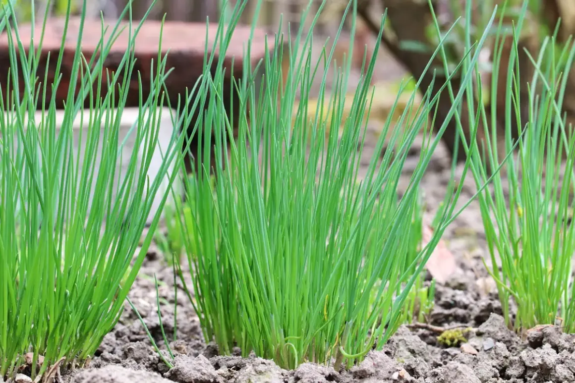 Frisch sprießender Schnittlauch im Garten, wie gute Nachbarn nebeneinander.