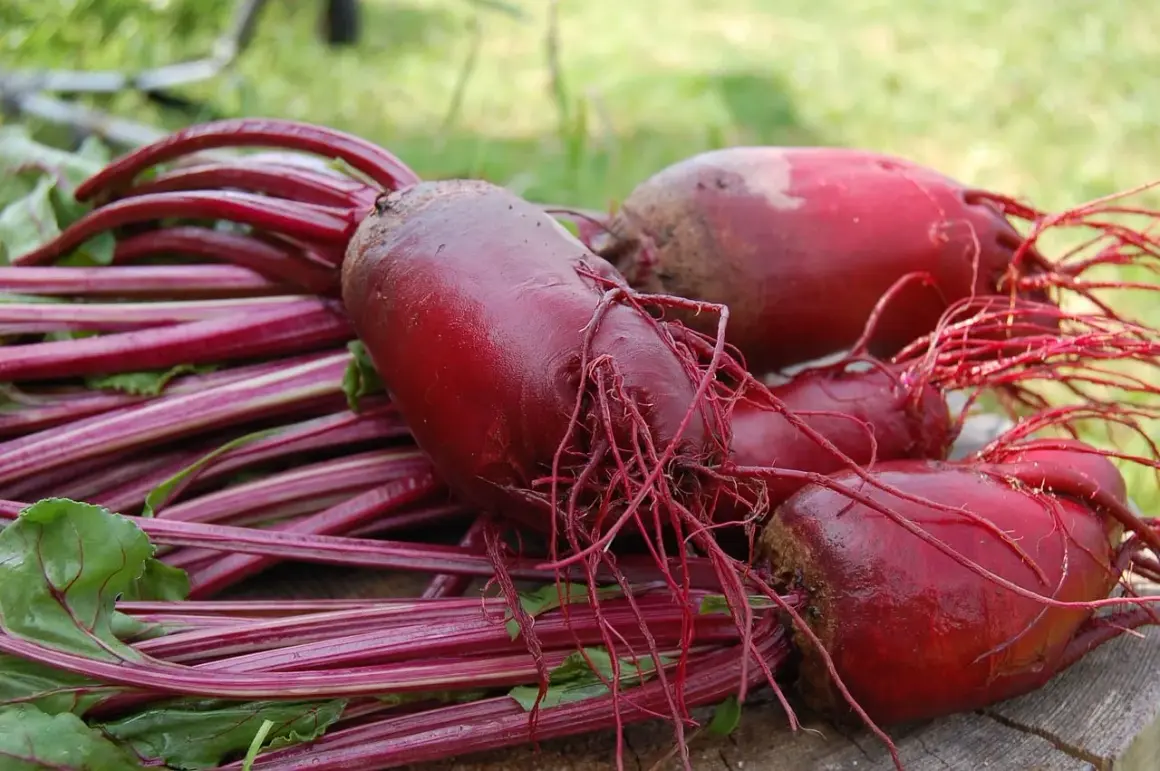 Frisch geerntete rote Bete mit ihren grünen Blättern und feinen Wurzeln liegen auf Holz. Die rote Bete Erntezeit ist da!