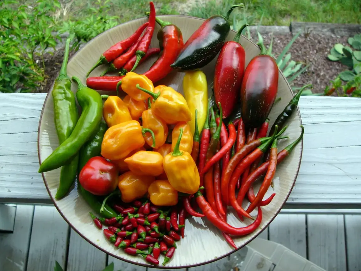 Was ist Chili? Schärfe, Sorten & Tipps für Küche & Garten