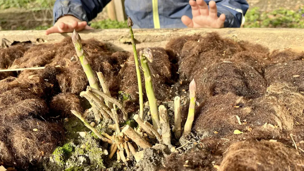 Endlich wieder Spargelzeit! Junge Spargelspitzen wachsen aus der Erde, bedeckt mit braunem Mulch. Ein Kind streckt neugierig die Hand aus.