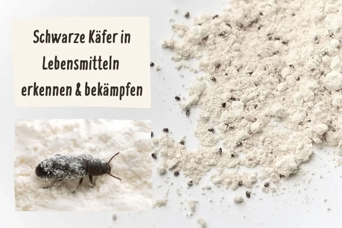 Schwarze Käfer im Mehl: Ein einzelner Käfer auf einer Nahaufnahme von Mehl und viele kleine Käfer in einer größeren Mehlprobe.