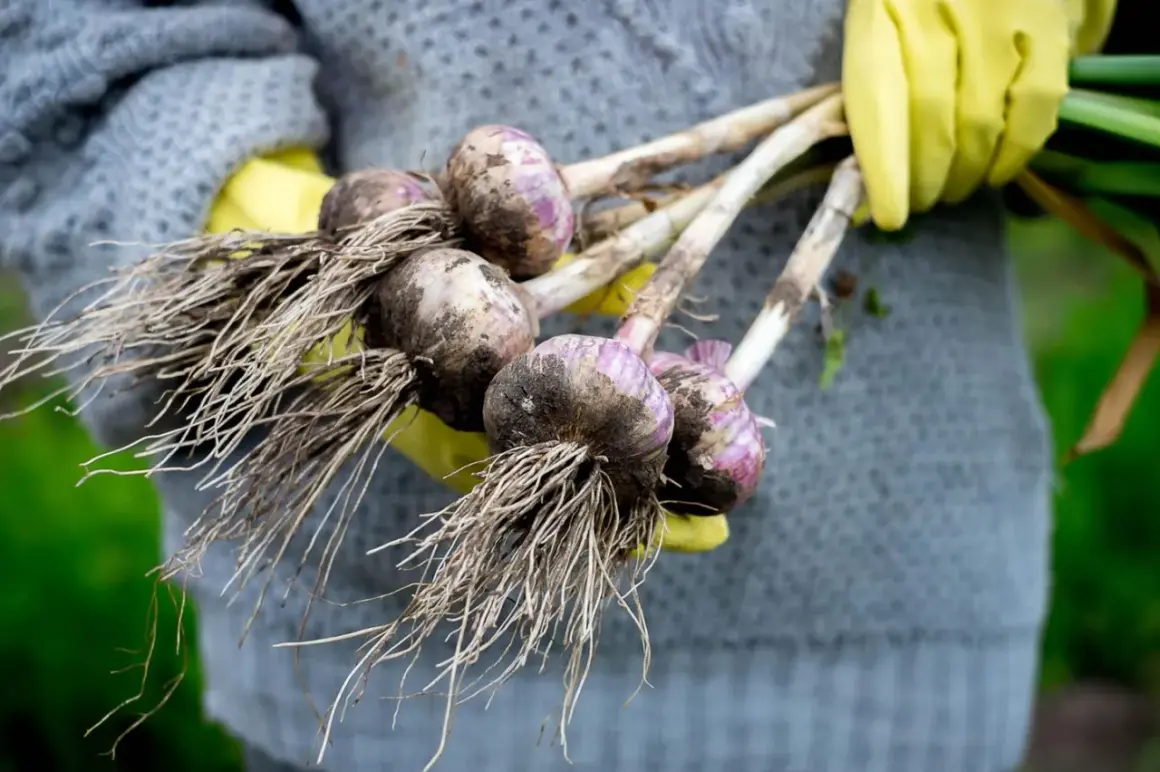 Frisch geernteter Knoblauch mit Wurzeln, bereit zum Trocknen. Das Ergebnis von knoblauch selber pflanzen.