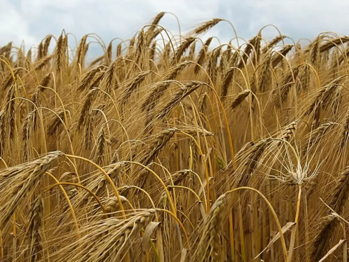 Ein Feld mit reifen Ähren. Die feinen Unterschiede, wie man gerste und roggen unterscheiden kann, sind hier gut zu erkennen.