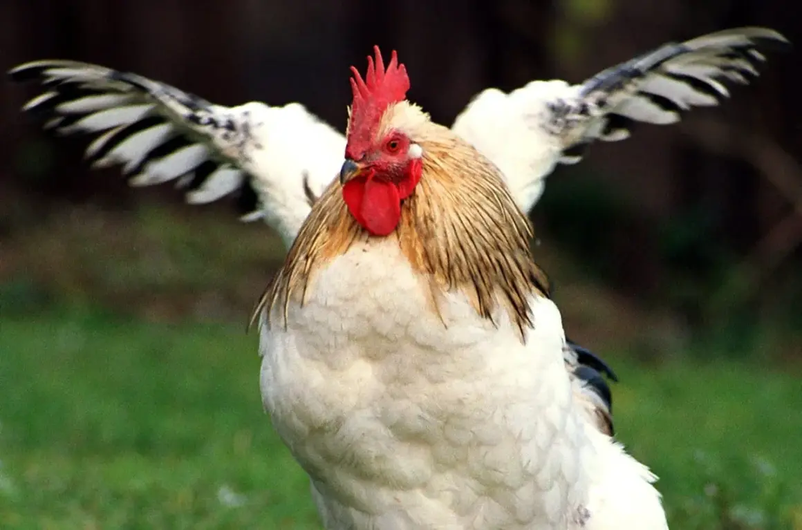 Ein stolzer Hahn mit ausgebreiteten Flügeln, ein beeindruckendes Beispiel für verschiedene Hahn Arten.