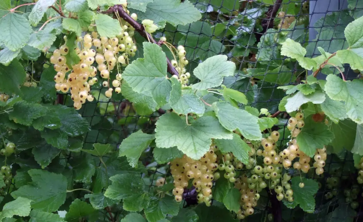 Reife weiße Johannisbeeren hängen an einem Strauch. Der ideale **johannisbeere standort** ist sonnig bis halbschattig.