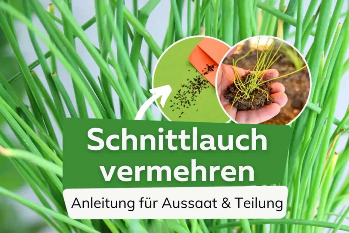 Schnittlauch vermehren: Samen und junge Pflanzen für die Aussaat und Teilung.