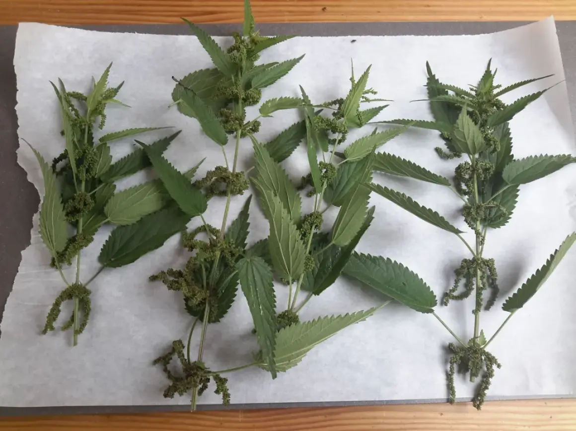 Frische Brennnesseln liegen zum Brennnessel trocknen auf Backpapier. Die grünen Blätter und Blütenstände sind gut erkennbar.