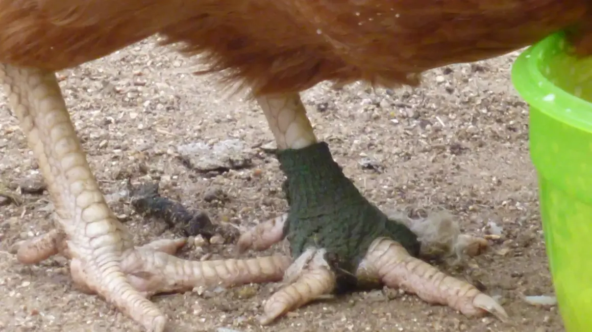 Ein Huhn humpelt, sein Bein ist mit einem grünen Verband versehen.