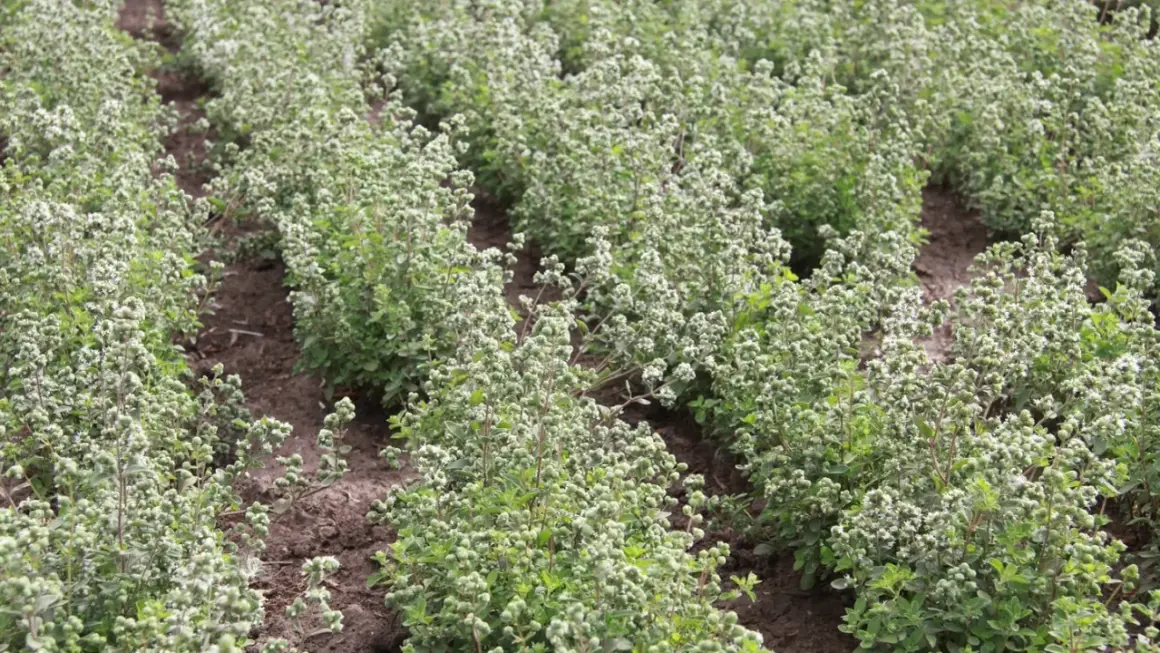 Reihen von blühendem Majoran auf einem Feld. Was ist Majoran? Ein beliebtes Küchenkraut, das hier in voller Pracht wächst.