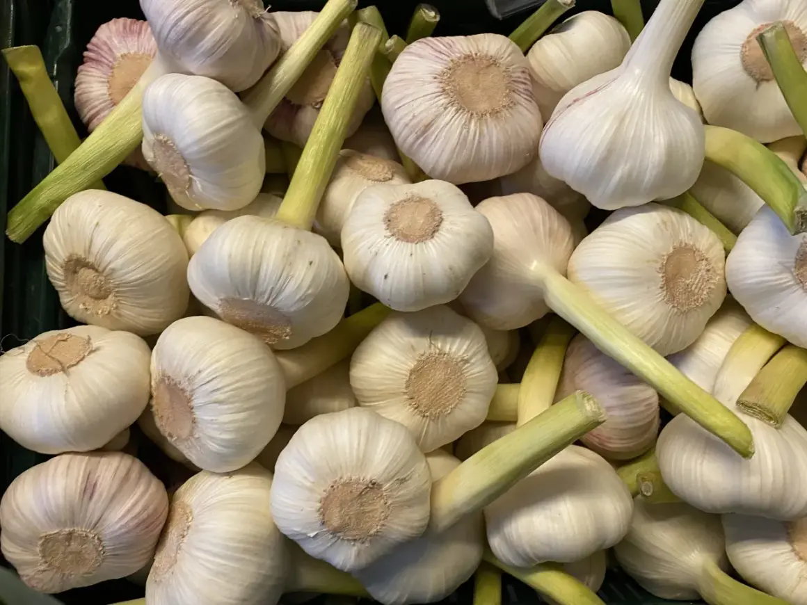 Frisch geernteter Knoblauch, bereit für die Küche. Die weißen Köpfe mit grünen Stielen versprechen würzige Aromen.