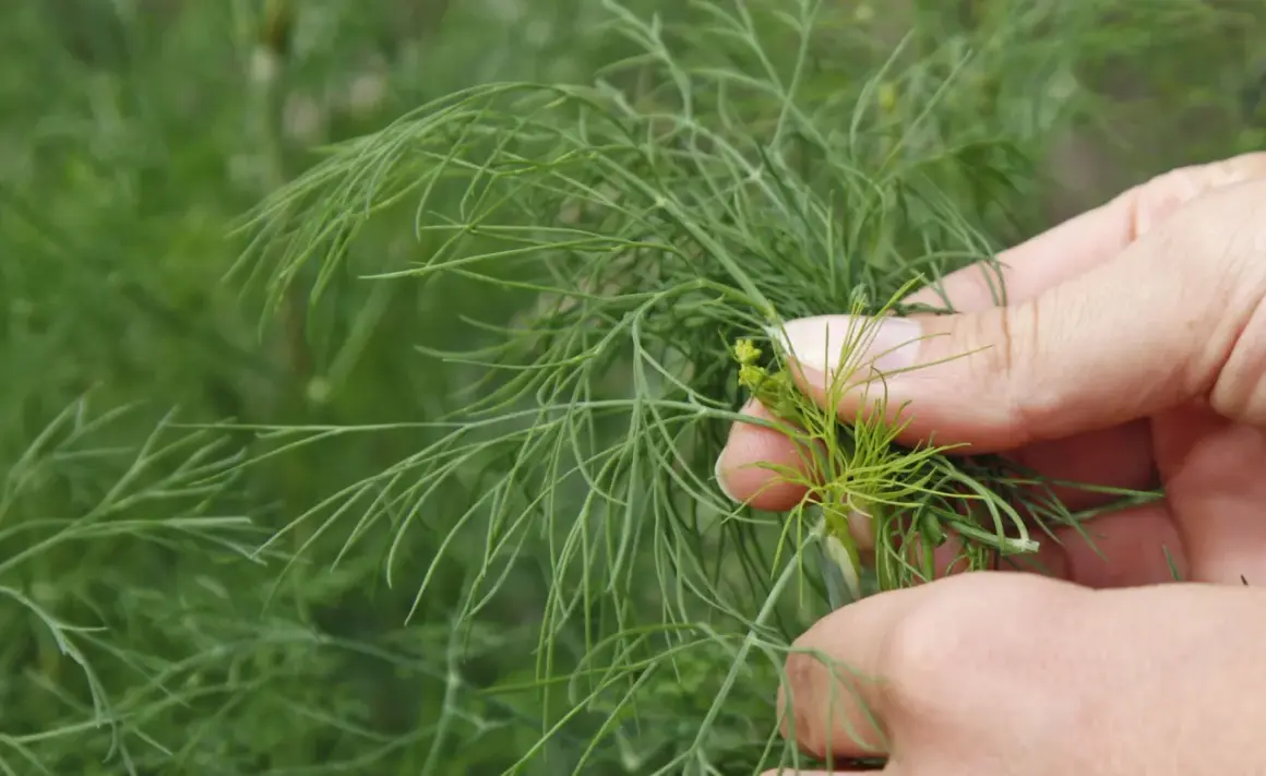 Hände ernten frischen Dill. Die feinen grünen Zweige sind bereit für die Küche.