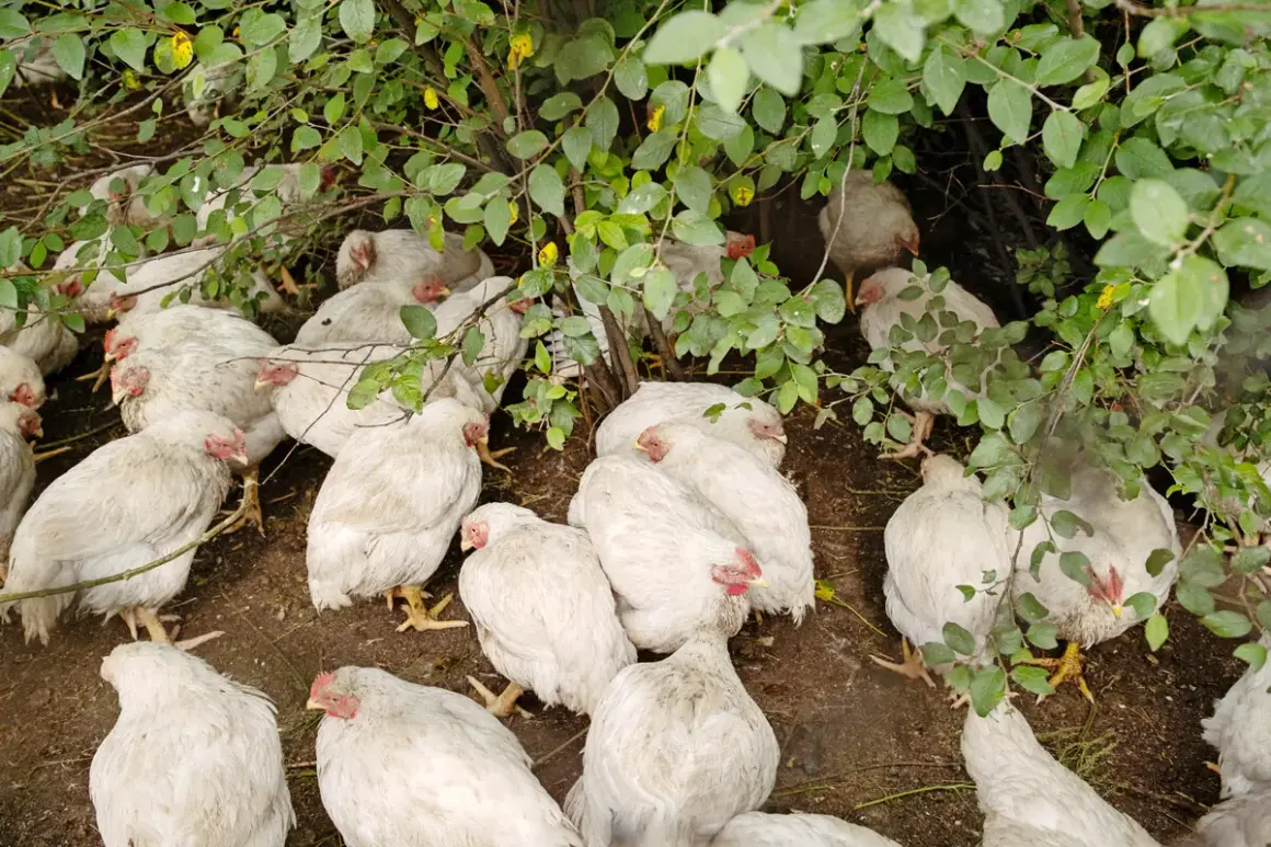 Eine Gruppe weißer Hühner kauert im Schatten von Blättern. Einige zeigen rote Köpfe, was auf Marek-Huhn-Symptome hindeuten könnte.