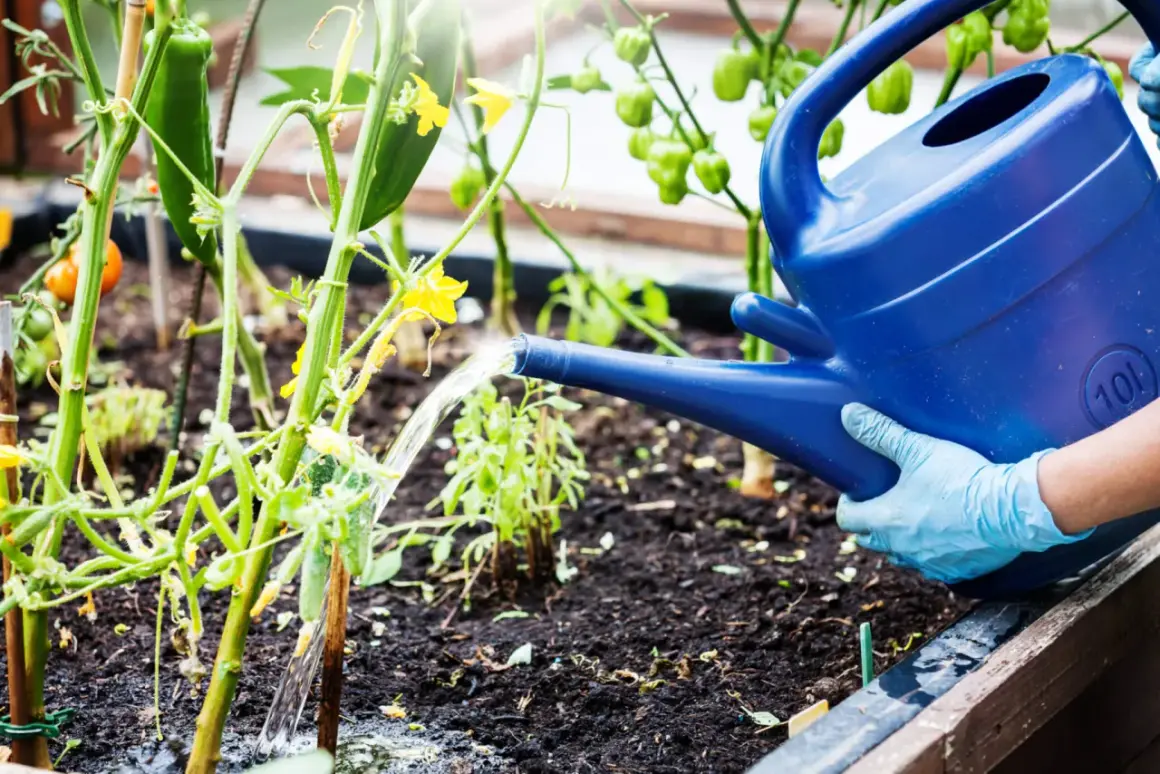 Gartensaison: Gurken brauchen Regenschutz, daher wird mit einer blauen Gießkanne gewässert.