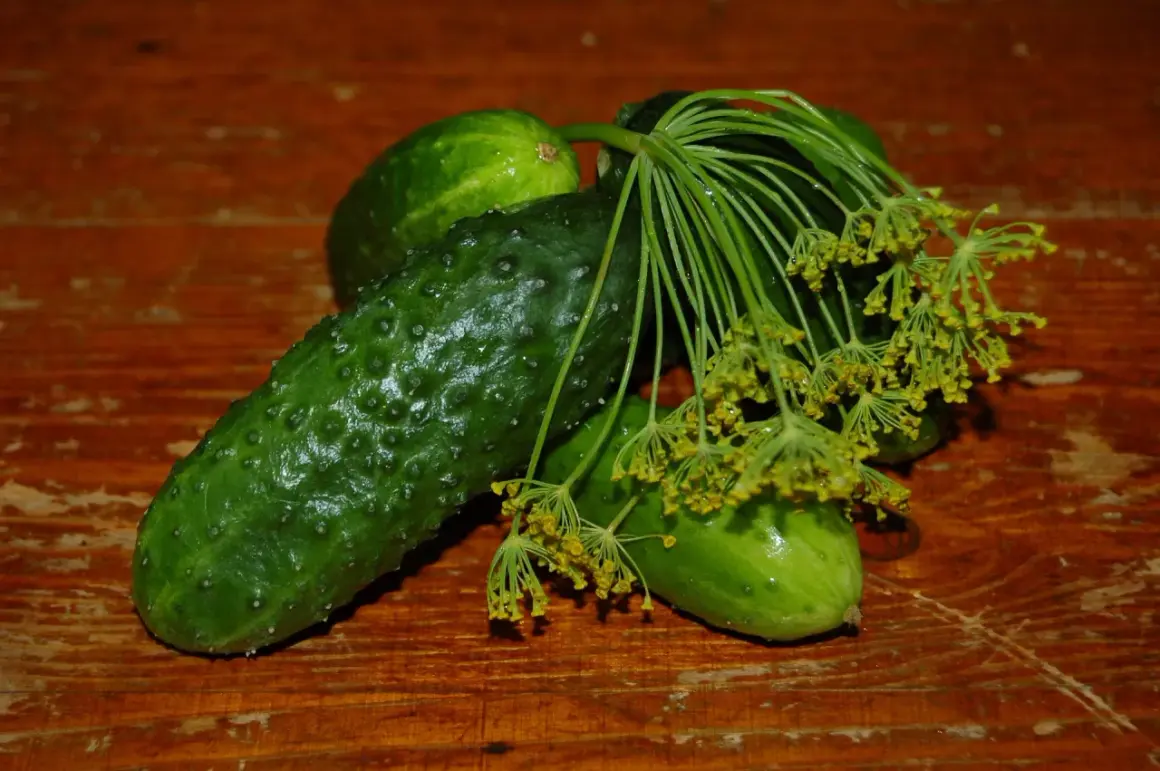 Frische Gurken und Dillblüten auf Holztisch. Dillsamen verwendung für Gewürzgurken.